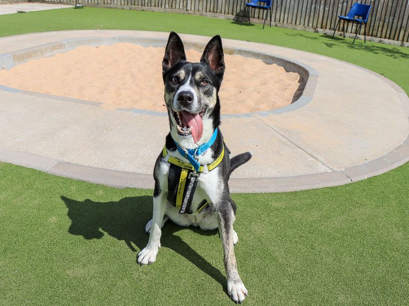 Bonnie | Crossbreed | Evesham (Worcestershire) - 4