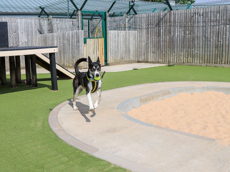 Bonnie | Crossbreed | Evesham (Worcestershire) - 8