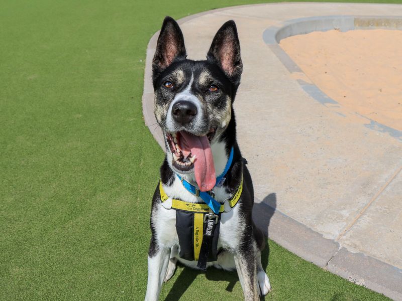 Bonnie | Crossbreed | Evesham (Worcestershire) - 3