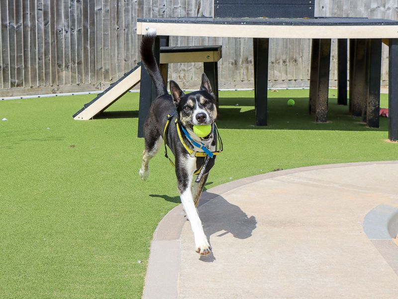 Bonnie | Crossbreed | Evesham (Worcestershire) - 6