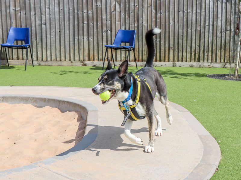 Bonnie | Crossbreed | Evesham (Worcestershire) - 7