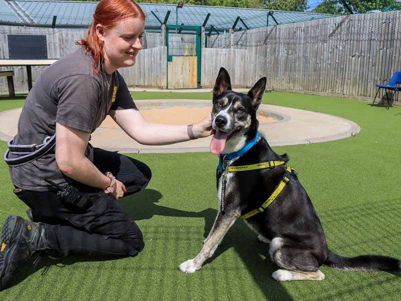 Bonnie | Crossbreed | Evesham (Worcestershire) - 5
