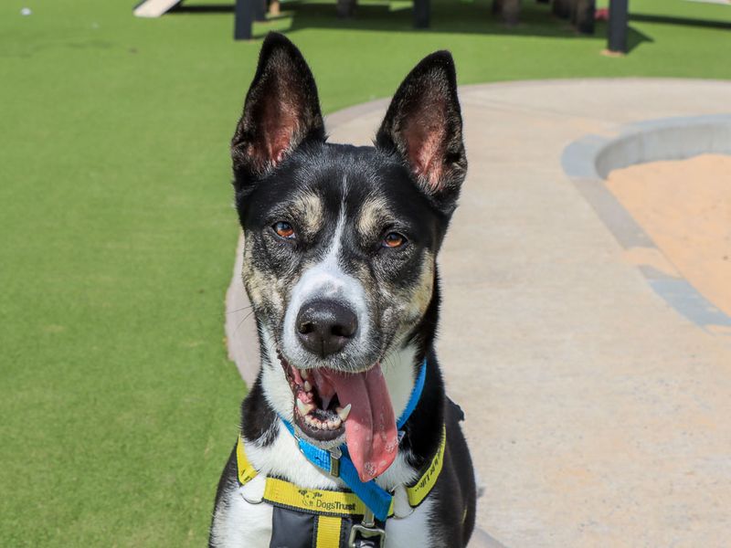 Bonnie | Crossbreed | Evesham (Worcestershire) - 1