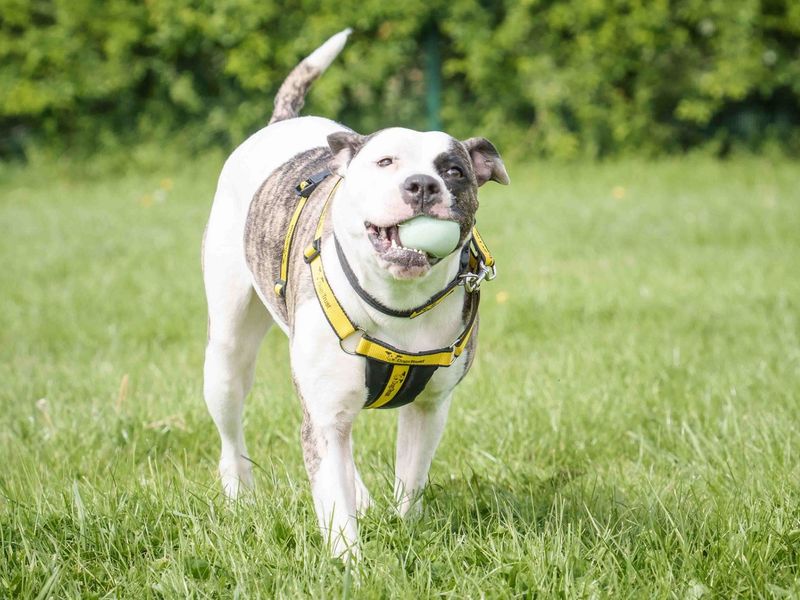 Isabella | American Bulldog | Loughborough - 1