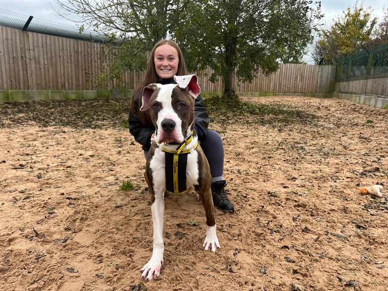 American Bulldog for adoption in Wymeswold, Leicestershire – 2 years old - Image 2 of 3