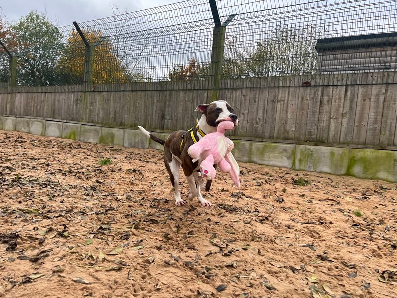 American Bulldog for adoption in Wymeswold, Leicestershire – 2 years old - Image 3 of 3