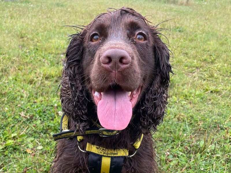Cocker Spaniel for adoption in Uxbridge, Greater London – 4 years old - Image 6 of 7