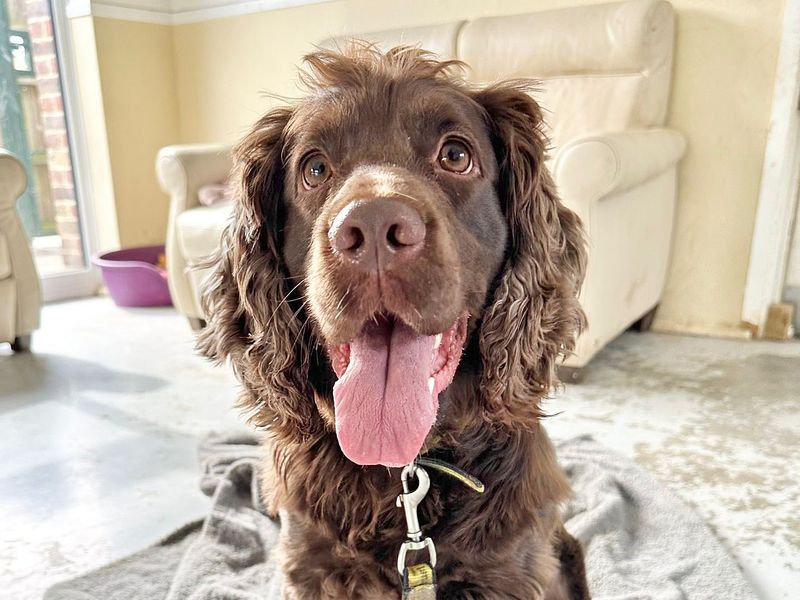 Cocker Spaniel for adoption in Uxbridge, Greater London – 4 years old - Image 7 of 7