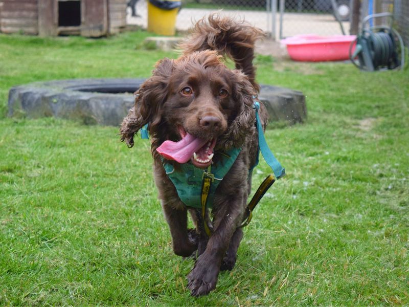 Cocker Spaniel for adoption in Uxbridge, Greater London – 4 years old - Image 5 of 7