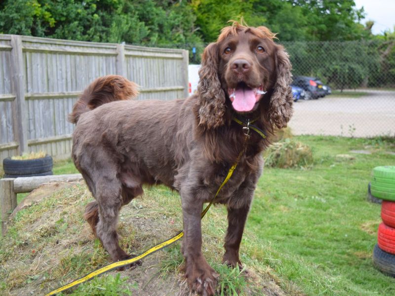 Cocker Spaniel for adoption in Uxbridge, Greater London – 4 years old - Image 3 of 7
