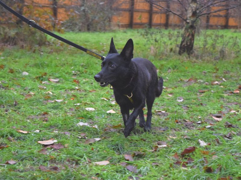 Luna | Crossbreed | Harefield West London - 1