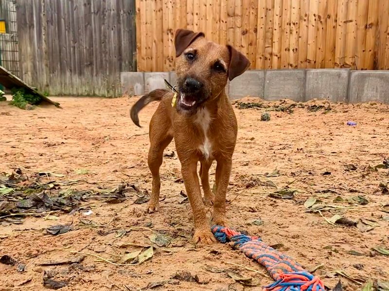 Arlee, a 8 years old male Crossbreed available for adoption from Dogs Trust in Loughborough, Leicestershire