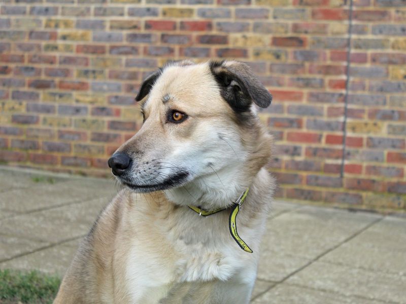 Odin for sale in Wickford, Essex | Image 2
