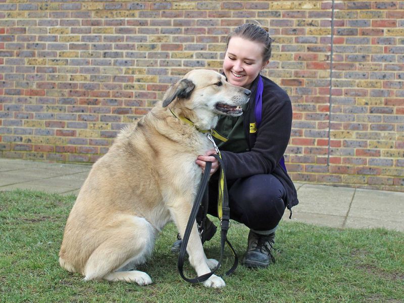 Odin for sale in Wickford, Essex | Image 4