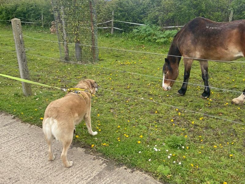 Odin for sale in Wickford, Essex | Image 3