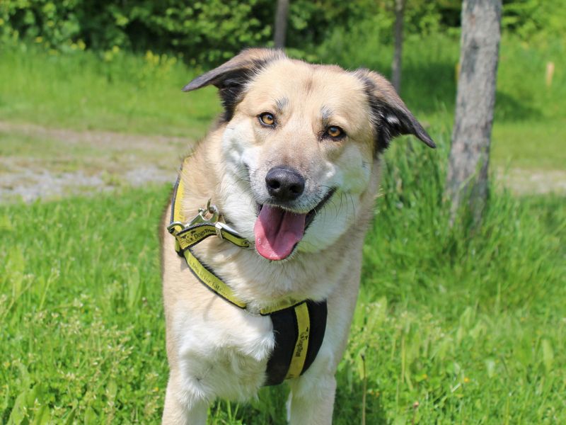 Odin for sale in Wickford, Essex
