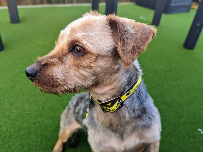 Pepe for sale in Cardiff - Image 2