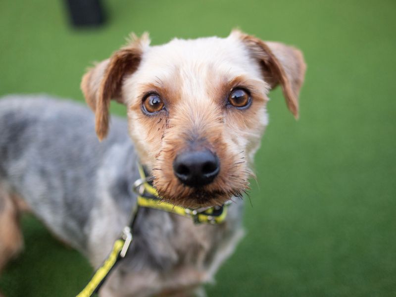 Yorkshire Terrier puppies for sale in Cardiff – 7 years old