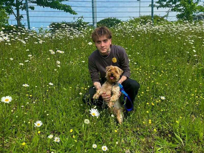 Pepe, a 6 years old male Yorkshire Terrier available for adoption from Dogs Trust in Splott, Wales