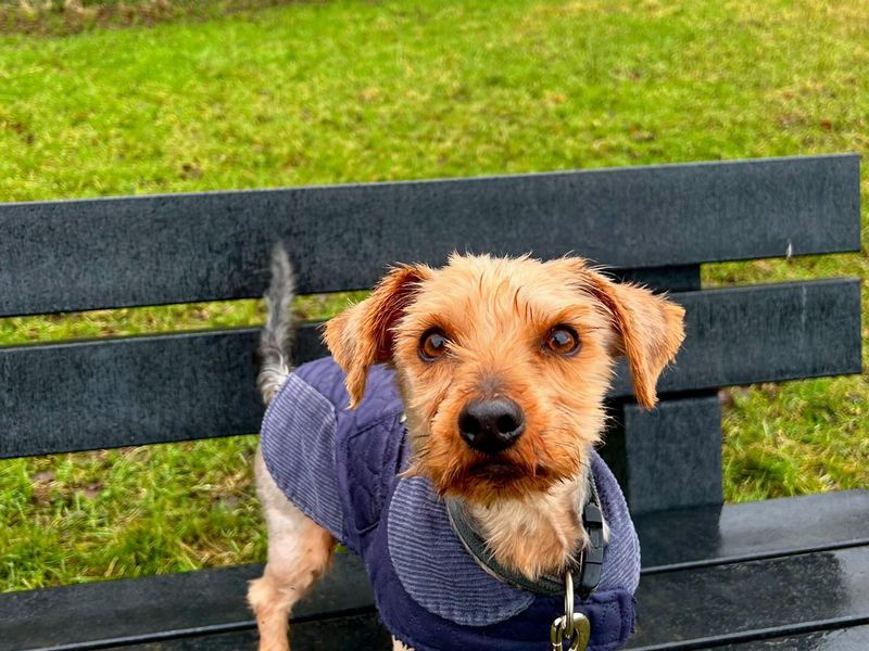 Yorkshire Terrier for adoption in Cardiff / Caerdydd, South Glamorgan – 7 years old - Image 3 of 5