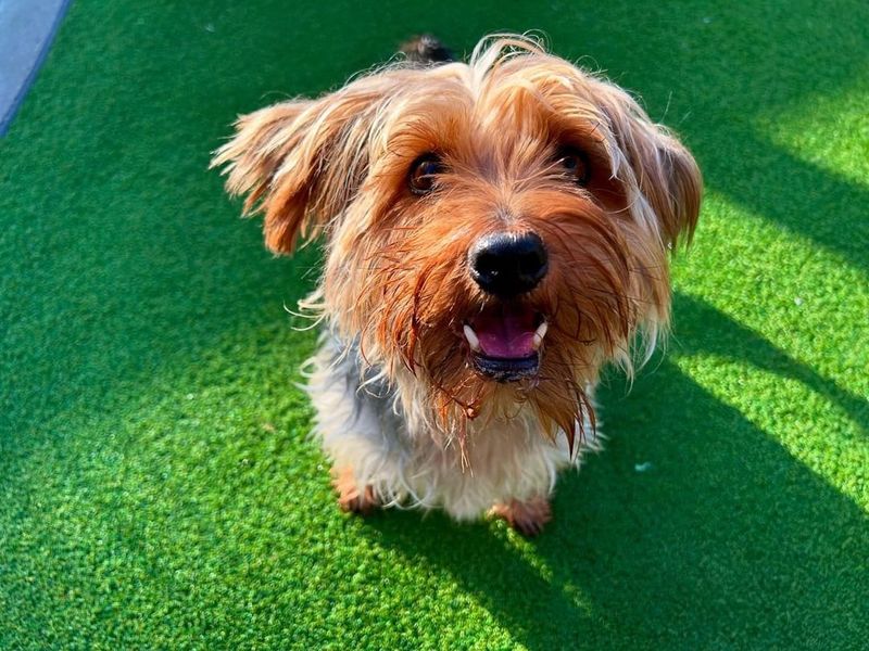Yorkshire Terrier for adoption in Cardiff / Caerdydd, South Glamorgan – 7 years old - Image 5 of 5