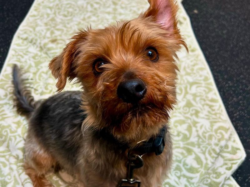 Yorkshire Terrier Dogs And Puppies For Adoption