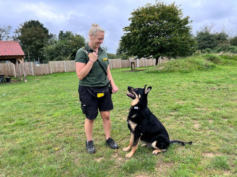 German Shepherd puppies for sale in Snetterton – 4 years old