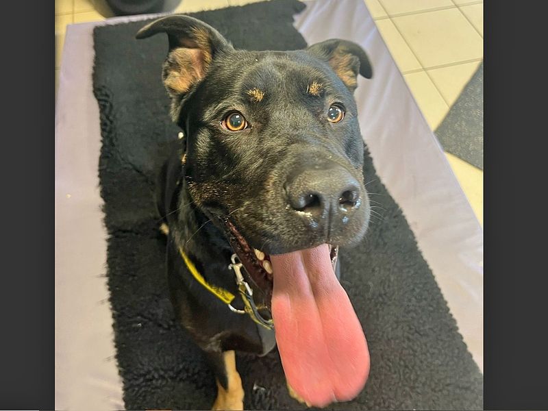 Rottweiler for adoption in Wickford, Essex – 3 years old - Image 6 of 10
