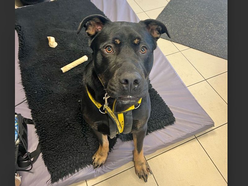 Rottweiler for adoption in Wickford, Essex – 3 years old - Image 9 of 10