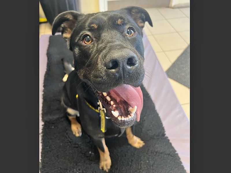 Rottweiler for adoption in Wickford, Essex – 3 years old - Image 10 of 10