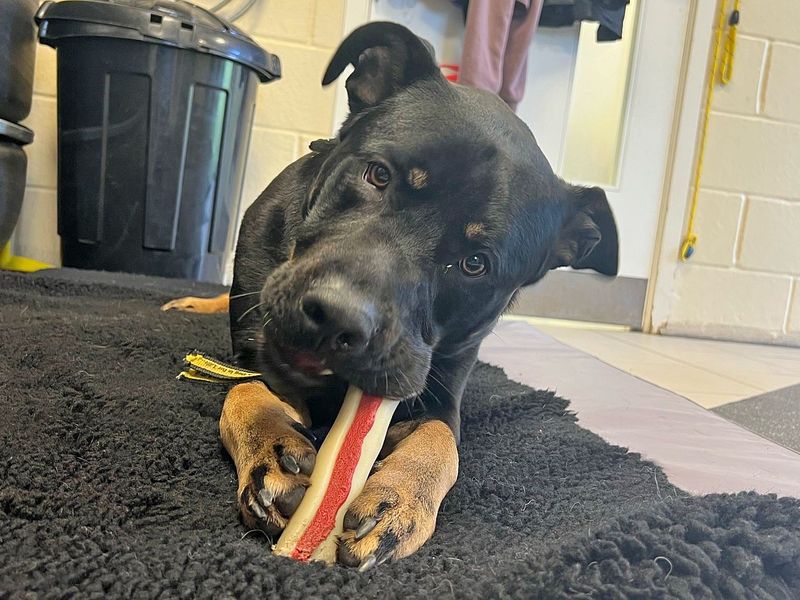 Rottweiler for adoption in Wickford, Essex – 3 years old - Image 2 of 10
