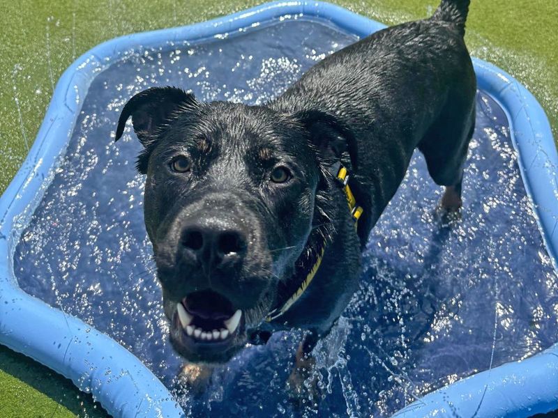 Rottweiler for adoption in Wickford, Essex – 3 years old - Image 3 of 10