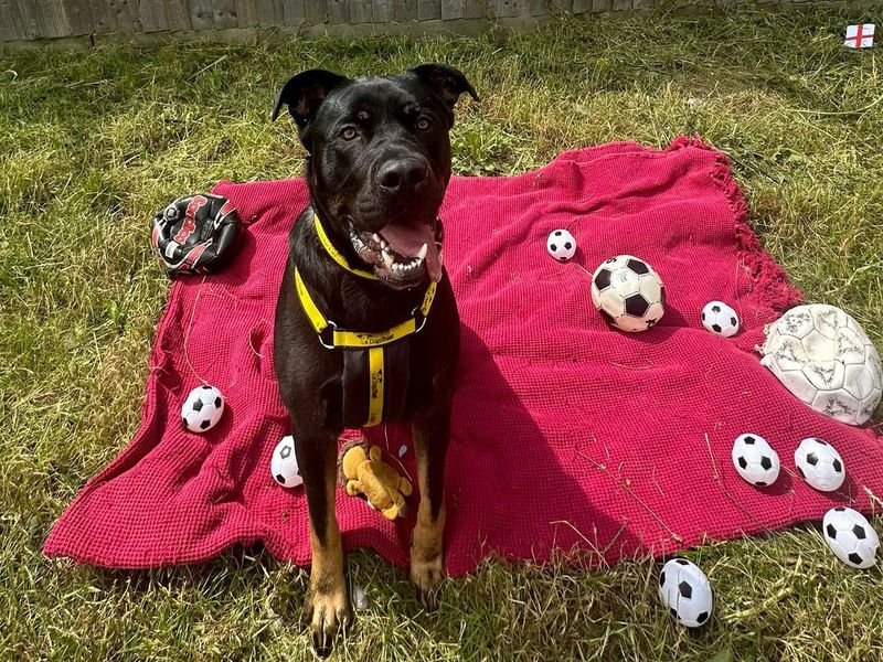 Rottweiler for adoption in Wickford, Essex – 3 years old - Image 5 of 10