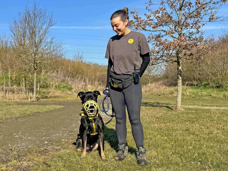Rottweiler for adoption in Wickford, Essex – 3 years old - Image 4 of 10