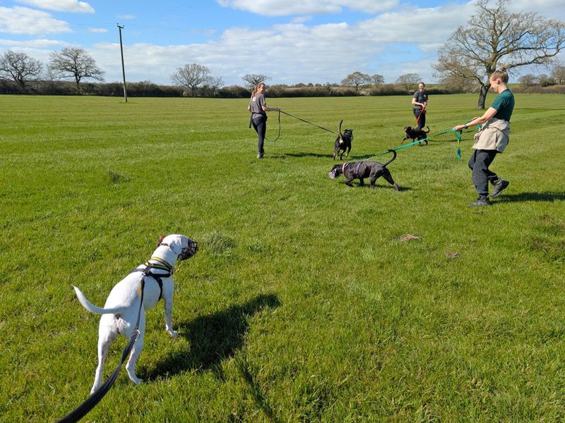 King | Crossbreed | Basildon (Essex) - 1