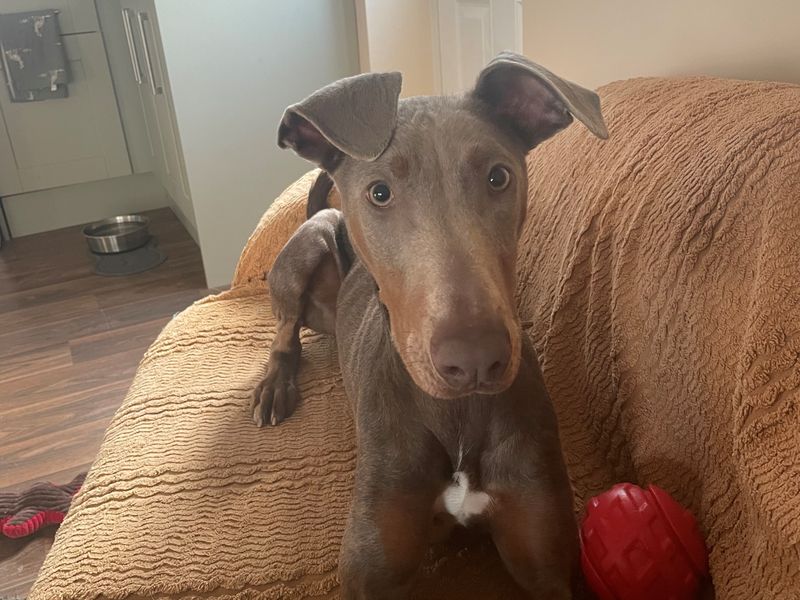weimaraner-x-doberman-atelier-yuwa-ciao-jp