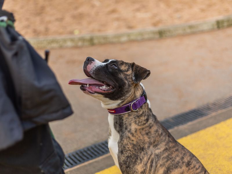 Boxer for adoption in Manchester, Greater Manchester – 3 years old - Image 8 of 9