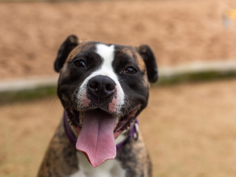 Boxer for adoption in Manchester, Greater Manchester – 3 years old - Image 6 of 9