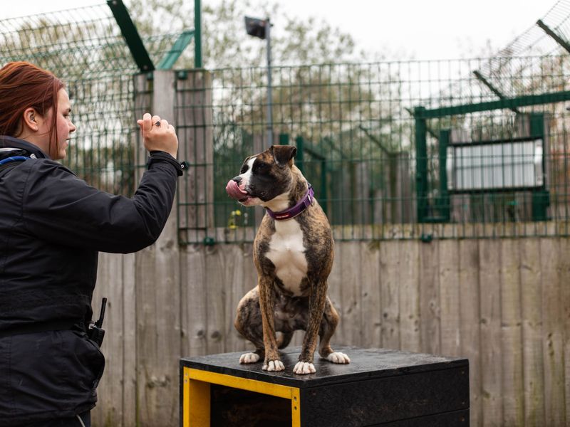 Boxer for adoption in Manchester, Greater Manchester – 3 years old - Image 5 of 9
