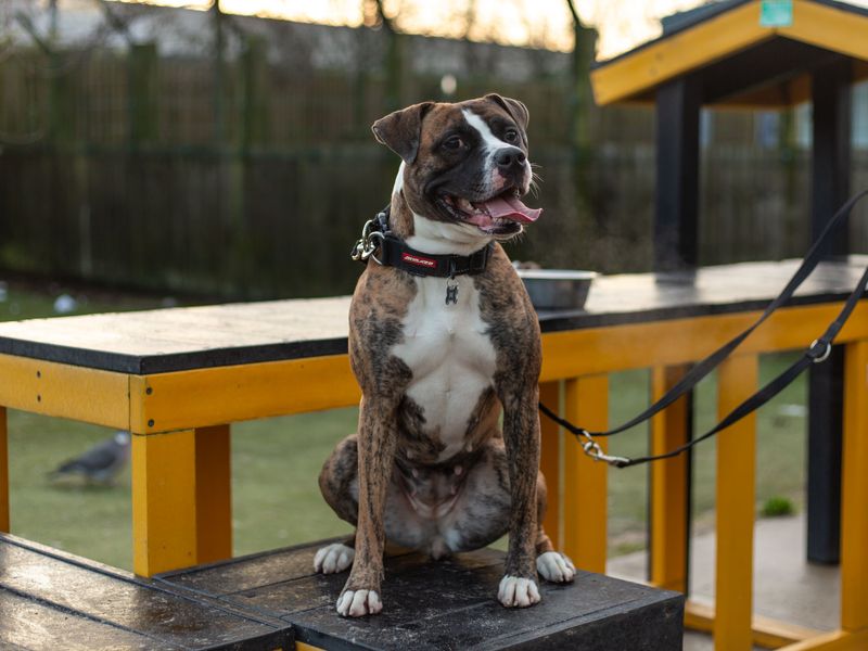 Boxer for adoption in Manchester, Greater Manchester – 3 years old