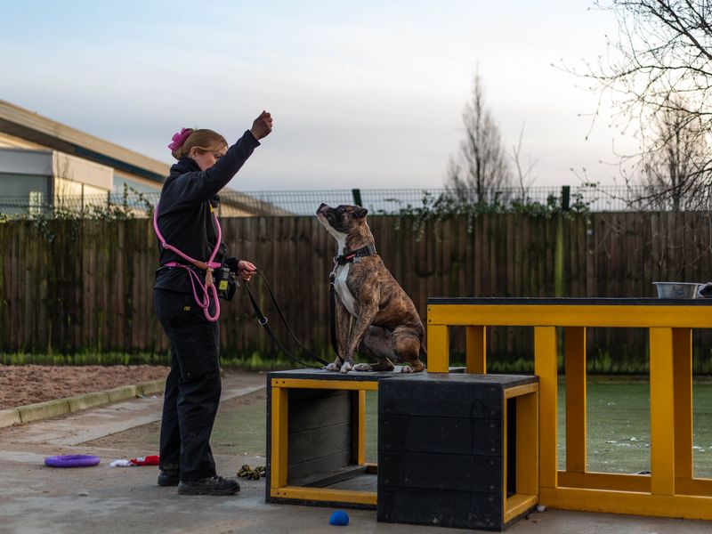Boxer for adoption in Manchester, Greater Manchester – 3 years old - Image 2 of 9