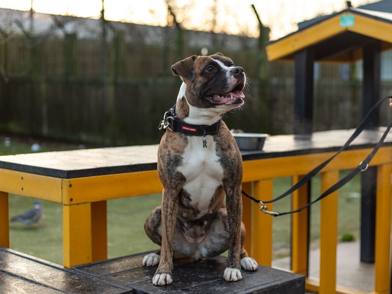 Boxer for adoption in Manchester, Greater Manchester – 3 years old - Image 3 of 9