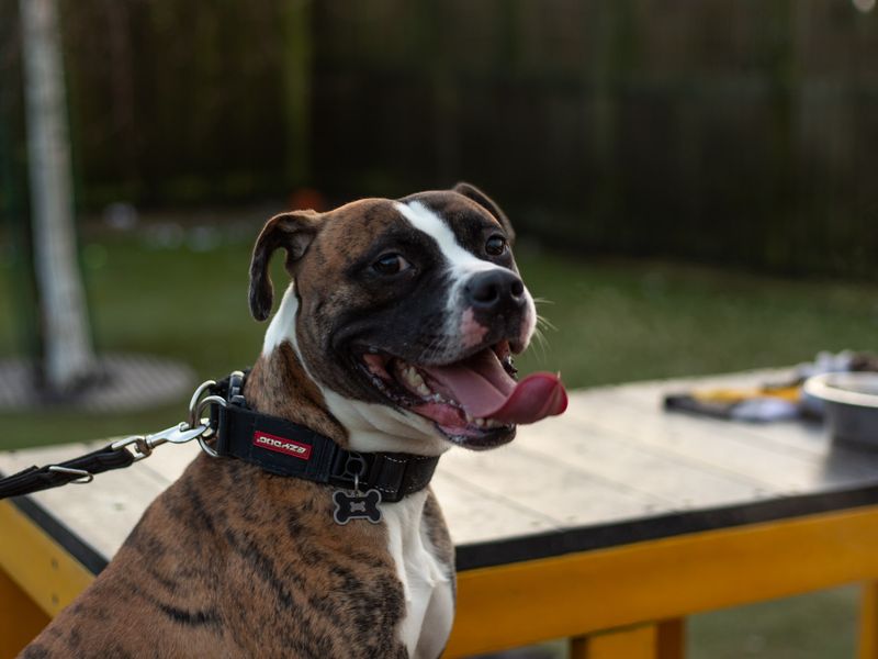 Boxer for adoption in Manchester, Greater Manchester – 3 years old - Image 9 of 9