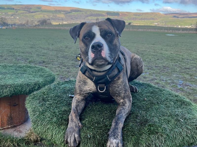 Rosie | Boxer Cross | Manchester - 1