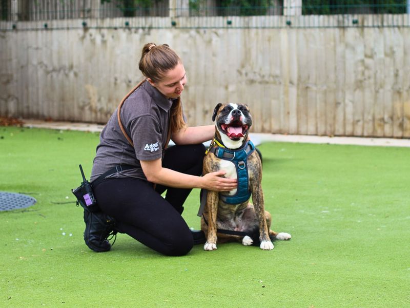 Staffordshire Bull Terrier for adoption in Manchester – 4 years old - Image 8 of 10