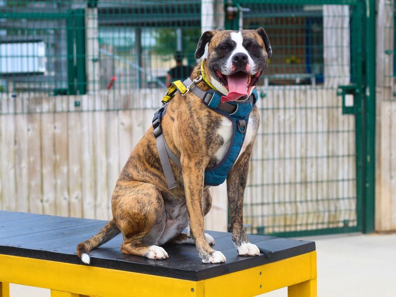 Staffordshire Bull Terrier for adoption in Manchester – 4 years old - Image 10 of 10