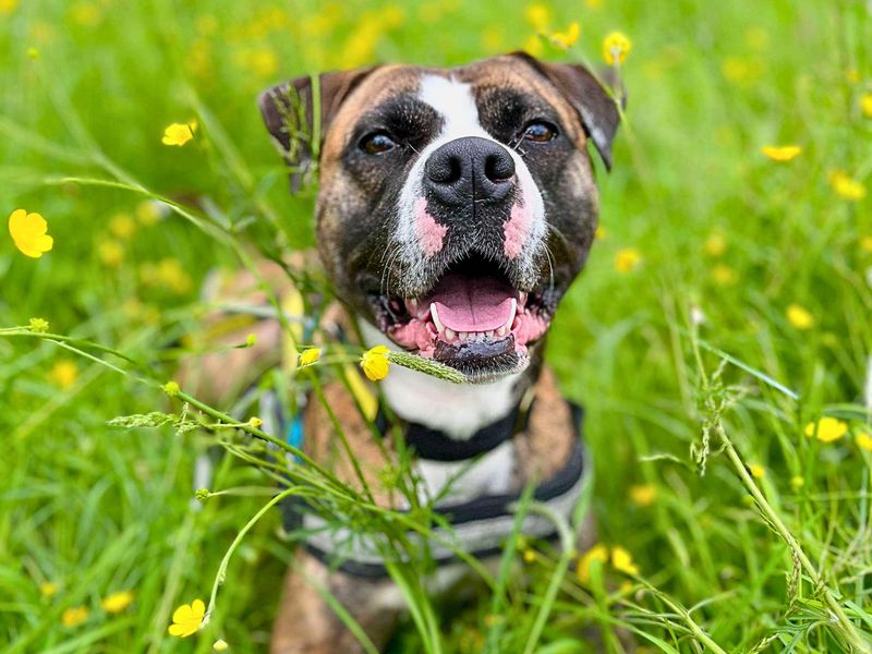 Staffordshire Bull Terrier for adoption in Manchester – 4 years old - Image 7 of 10
