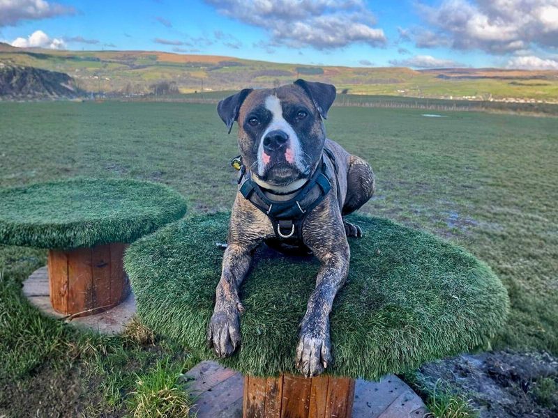 Staffordshire Bull Terrier for adoption in Manchester – 4 years old - Image 5 of 10