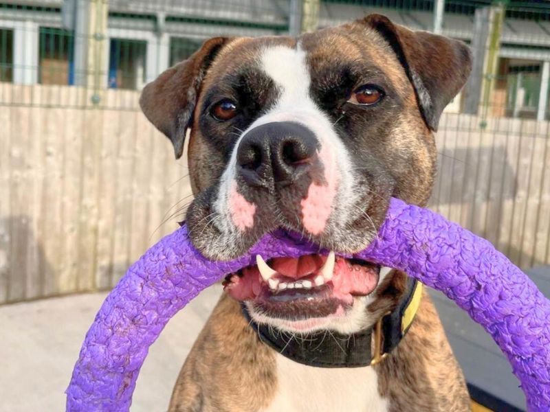 Rosie | Boxer Cross | Manchester - 1