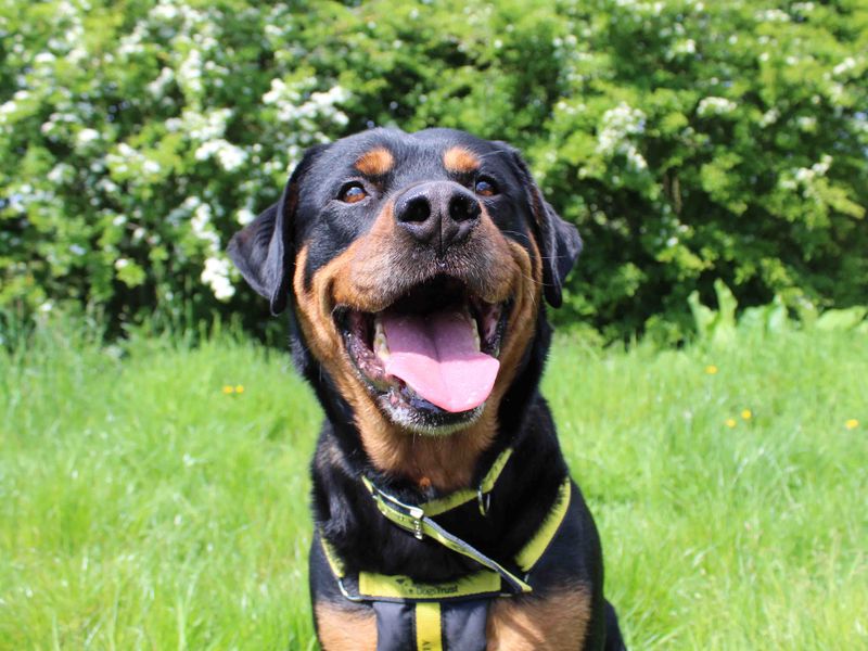 Adopt a Rottweiler Cross Rescue Dog | Harley | Dogs Trust